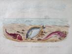 Opgehoogde litho Vissen, Ophalen of Verzenden