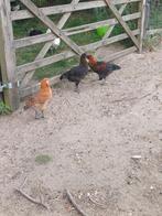 F1 kleurlegger haantjes, Dieren en Toebehoren, Pluimvee