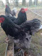 2 brahma´s van tentoonstellingen kwaliteit, Dieren en Toebehoren, Geslacht onbekend, Kip