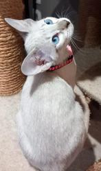 Superbes chatons siamois typé orientaux  entièrement tabby!, Dieren en Toebehoren, Katten en Kittens | Raskatten | Korthaar, Poes