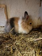 Dwergkonijntjes, Dieren en Toebehoren, Konijnen