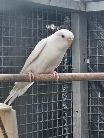 Jonge Albino's grasparkieten