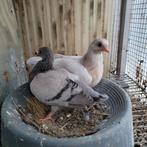 Pigeon Culbutant Portugais, Meerdere dieren, Tuimelaar of Roller