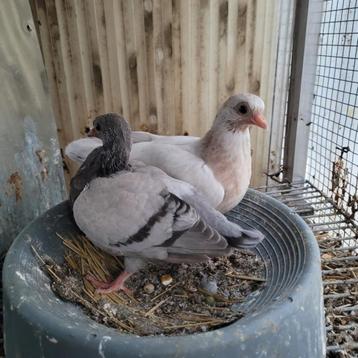 Pigeon Culbutant Portugais  beschikbaar voor biedingen