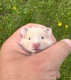 Goudhamster, Dieren en Toebehoren, Hamster, Juni, Geslacht onbekend, Tam