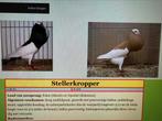 Poolse Tsjechië Steller kroppers