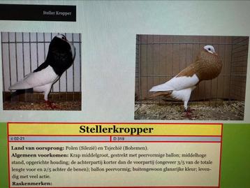 Poolse Tsjechië Steller kroppers beschikbaar voor biedingen