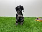 Cockapoo pups, Dieren en Toebehoren, België, Overige rassen, 8 tot 15 weken, CDV (hondenziekte)