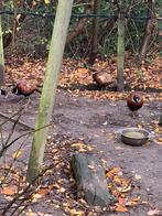 Bosfazanten, Dieren en Toebehoren, Pluimvee, Meerdere dieren, Overige soorten