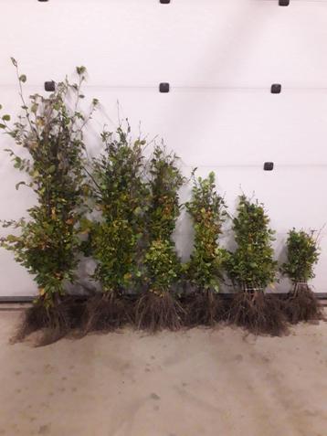 Groene Beuk / Fagus sylvatica beschikbaar voor biedingen