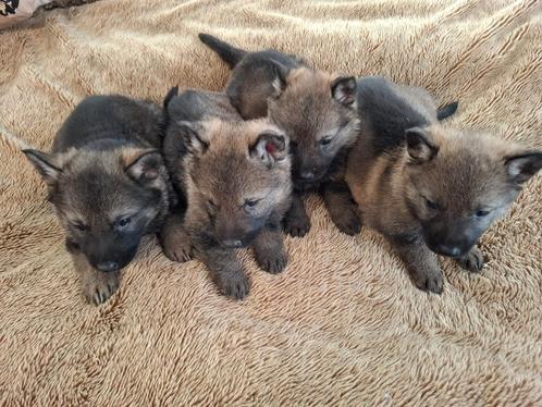 Duitse Herder pups - Wolfsgrijs