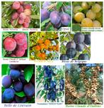 PRUIMELAARS, Versch. soorten Laagstam, Halfstam & Hoogstam, Vaste plant, Fruitplanten, Lente, Ophalen