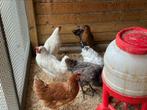Zwarte en bruine leghennen, Dieren en Toebehoren, Pluimvee