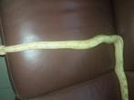 Sunglow boa constrictor, Dieren en Toebehoren, Slang, Tam, 0 tot 2 jaar