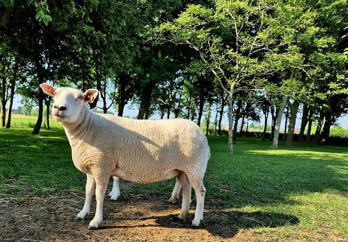 Stamboek Swifter ooi, Dieren en Toebehoren, Schapen, Geiten en Varkens, Schaap, Vrouwelijk