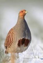 DIVERSE GRONDVOGELS, Meerdere dieren, Wildzangvogel, Geringd