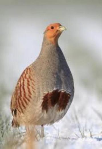 DIVERS OISEAUX AU SOL, Plusieurs animaux, Oiseau chanteur sauvage, Domestique