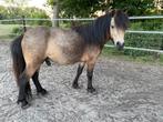Amerikaans miniatuurpaard hengst, Animaux & Accessoires, Chevaux & Poneys | Étalons & Juments poulinières, Étalon