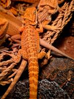 Baardagaam hypo red/orange, Dieren en Toebehoren, Amfibie, Tam, 0 tot 2 jaar