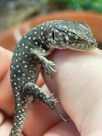 Timon lepdisu minor, Dieren en Toebehoren, Hagedis, Tam, 0 tot 2 jaar