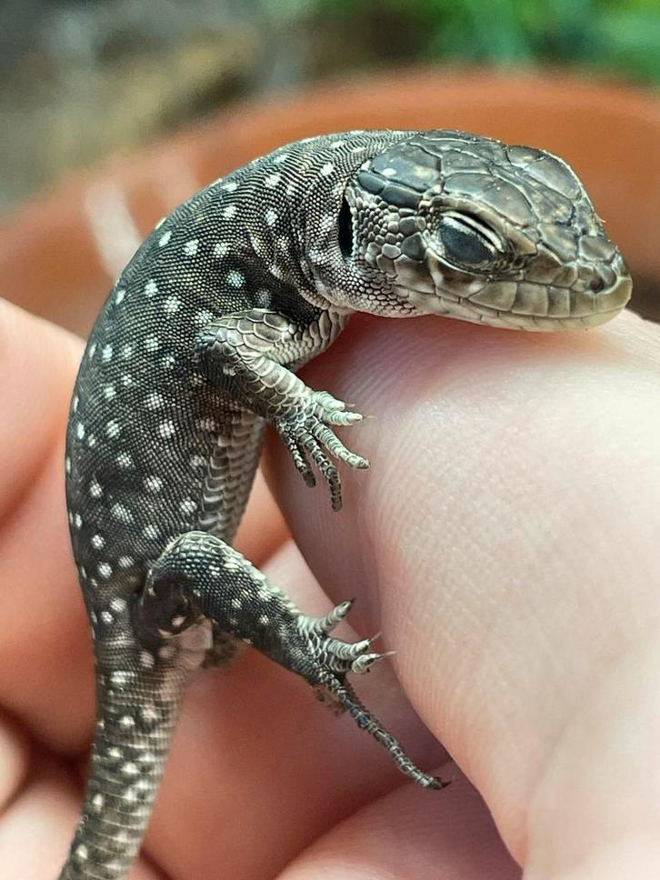 Timon lepdisu minor, Dieren en Toebehoren, Reptielen en Amfibieën, Hagedis, 0 tot 2 jaar, Tam