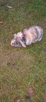 Nederlandse hangoor, Dieren en Toebehoren, Hangoor