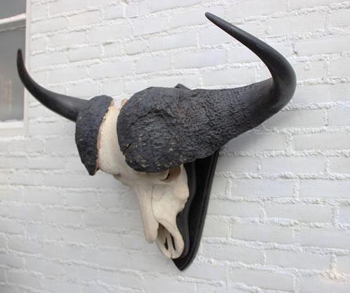 Grote schedel KAAPSE BUFFEL / KAFFER BUFFEL op schild (#A), Verzamelen, Dierenverzamelingen, Gebruikt, Schedel, Wild dier, Ophalen