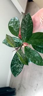 Hoya carnosa splash, Huis en Inrichting, Ophalen