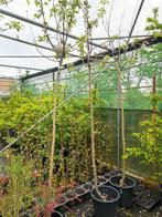 Appelboom Karmijn hoogstam, Tuin en Terras, Ophalen, In pot