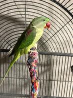Grand Alexander parkiet, Dieren en Toebehoren, Parkiet, Geringd