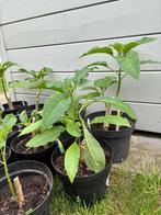 Datura brugmansia engelentrompet, Tuin en Terras, Ophalen