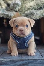 Franse bulldog pups laatste pups teefjes (newnewshade dna), Animaux & Accessoires, Chiens | Bouledogues, Pinschers & Molossoïdes