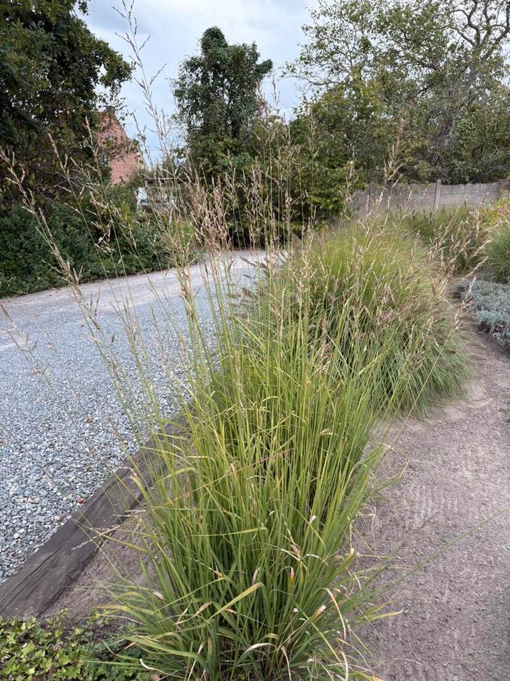 Molina Arundinacea “ Windspiel “., Tuin en Terras, Planten | Tuinplanten, Vaste plant, Siergrassen, Volle zon, Zomer, Ophalen