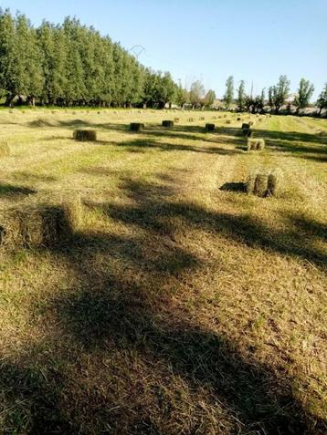 Mooie kleine botten hooi te koop.(eerste snede 2025), Zakelijke goederen, Landbouw | Veevoer, Ophalen of Verzenden
