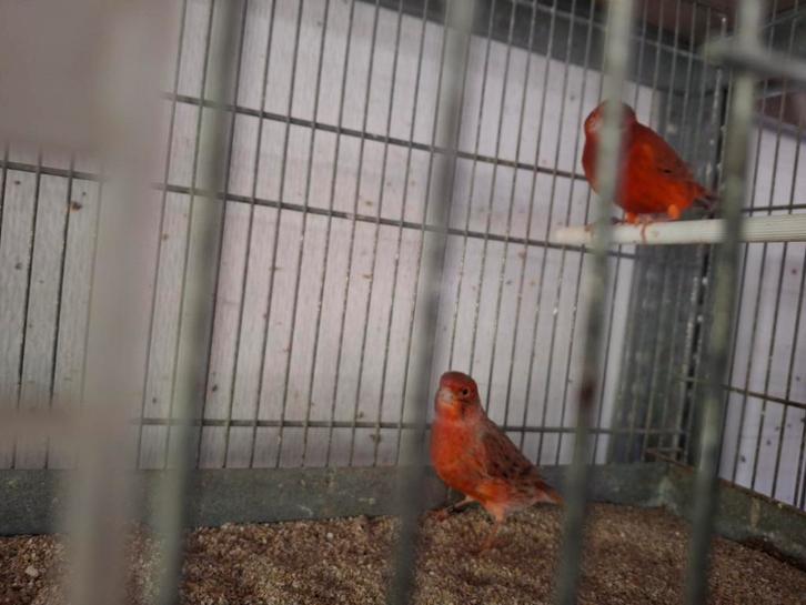 Mooie onverwante koppels roodagaten te koop, Dieren en Toebehoren, Vogels | Kanaries, Kleurkanarie, Meerdere dieren