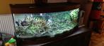Juwel Vision 450 aquarium, Dieren en Toebehoren, Zo goed als nieuw, Ophalen, Leeg aquarium