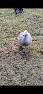 Hoendergans mannelijk (Cereopsis) bieden, Dieren en Toebehoren, Mannelijk, Tam