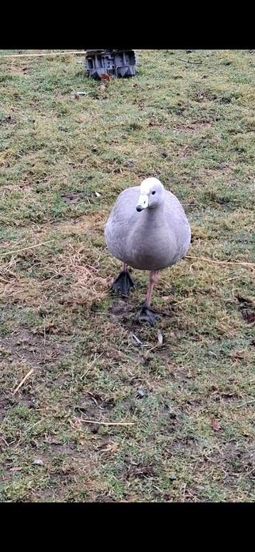 Hoendergans mannelijk (Cereopsis) bieden beschikbaar voor biedingen