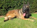 mechelse herder reu afgerichte nvbk politiehond & bewakingsh, Dieren en Toebehoren, België, Fokker | Hobbymatig, Reu, CDV (hondenziekte)