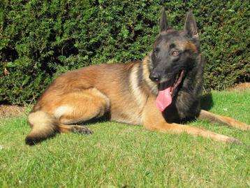 mechelse herder reu afgerichte nvbk politiehond & bewakingsh beschikbaar voor biedingen