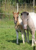 shetlandpony veulen, Gechipt, Niet van toepassing, 0 tot 2 jaar, Hengst