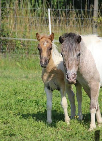 shetlandpony veulen beschikbaar voor biedingen
