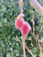 Salix gracilistyla mount aso wilg met roze katjes, Jardin & Terrasse, Enlèvement ou Envoi