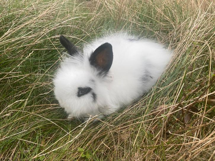 Teddy Dwergkonijntjes, Dieren en Toebehoren, Konijnen, Mannelijk