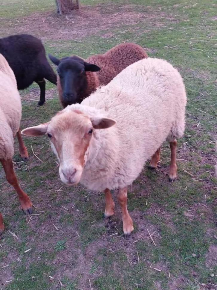 Ouessant ooi lam schaap, Dieren en Toebehoren, Schapen, Geiten en Varkens, Schaap, Vrouwelijk, 0 tot 2 jaar