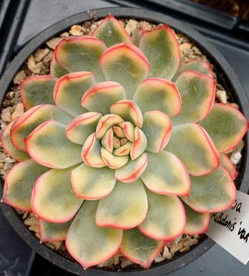 Echeveria pulidonis variegated  beschikbaar voor biedingen