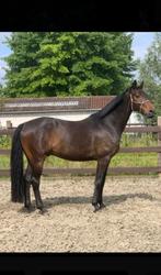 Weidemaatje / grondwerk partner, Dieren en Toebehoren, Paarden, Ruin, 165 tot 170 cm, 7 tot 10 jaar