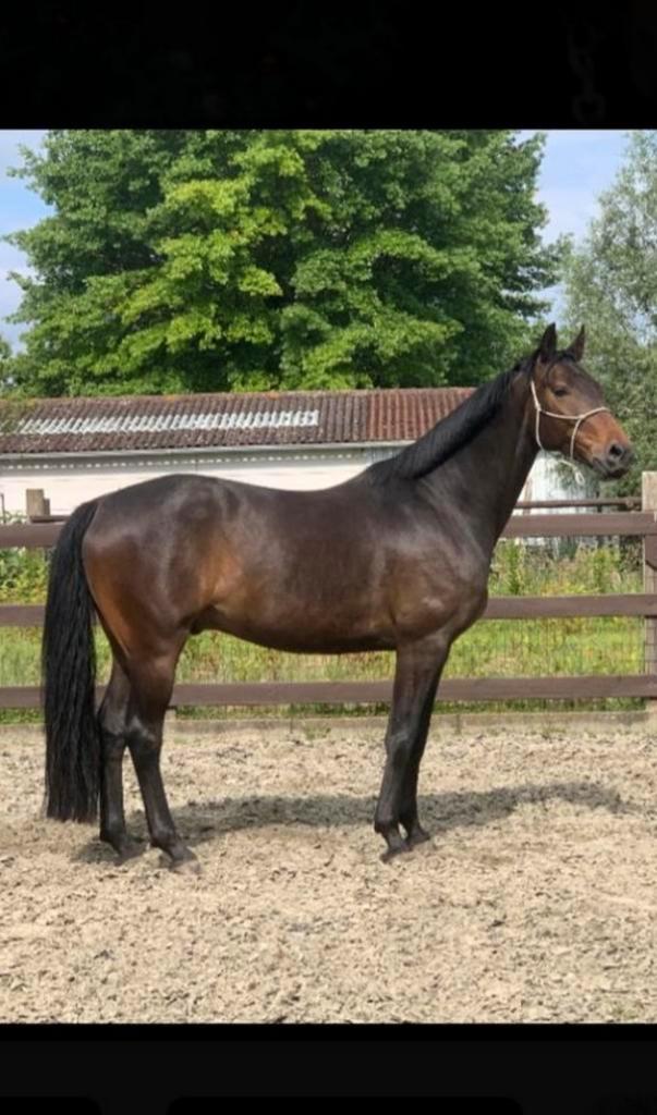 Weidemaatje / grondwerk partner, Dieren en Toebehoren, Paarden, Ruin, 165 tot 170 cm, 7 tot 10 jaar