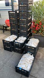 Sepia kalk. Schoon en droog, Dieren en Toebehoren, Ophalen of Verzenden, Zo goed als nieuw