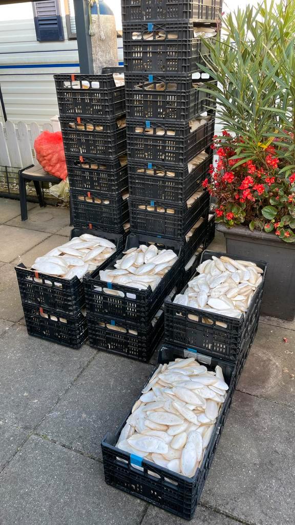 Sepia kalk. Schoon en droog, Dieren en Toebehoren, Vogels | Toebehoren, Zo goed als nieuw, Ophalen of Verzenden